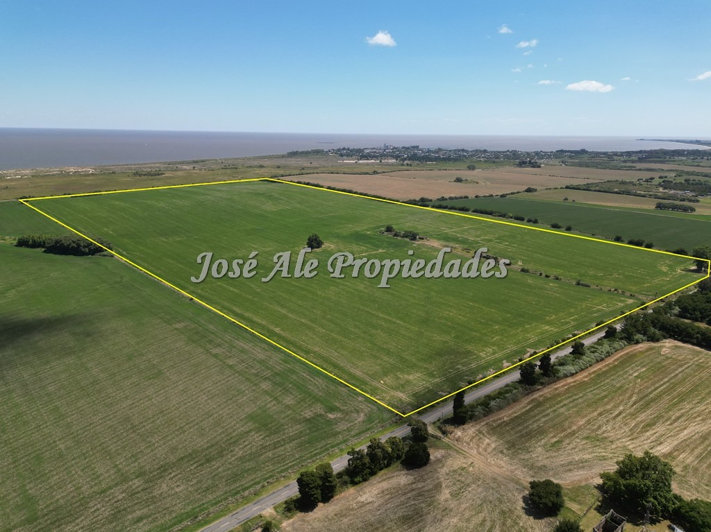 Imagen 3 de Campo de 52 HA super productivo ubicado en Cosmopolita, cerca de Juan Lacaze y a 30 min de Colonia.