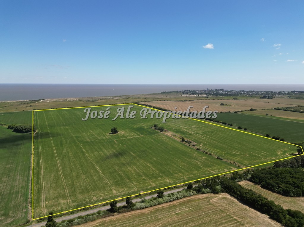 Imagen 5 de Campo de 52 HA super productivo ubicado en Cosmopolita, cerca de Juan Lacaze y a 30 min de Colonia.