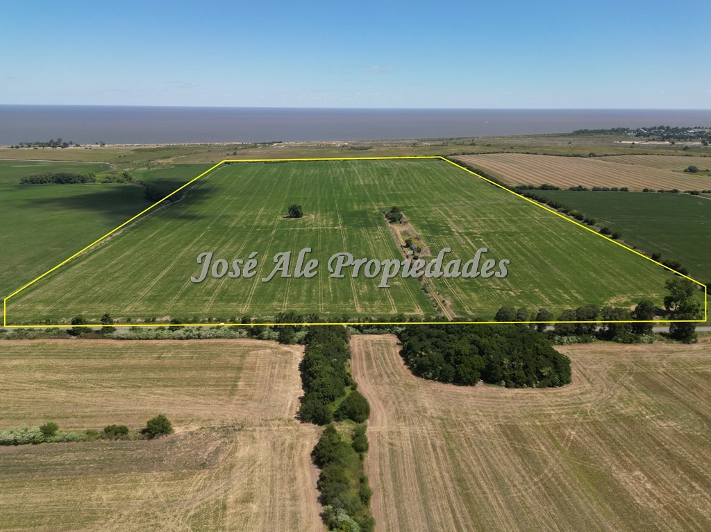 Imagen 6 de Campo de 52 HA super productivo ubicado en Cosmopolita, cerca de Juan Lacaze y a 30 min de Colonia.