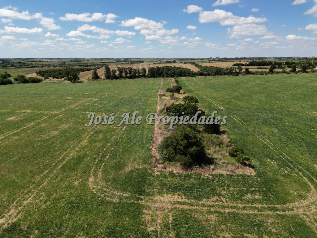 Imagen 9 de Campo de 52 HA super productivo ubicado en Cosmopolita, cerca de Juan Lacaze y a 30 min de Colonia.