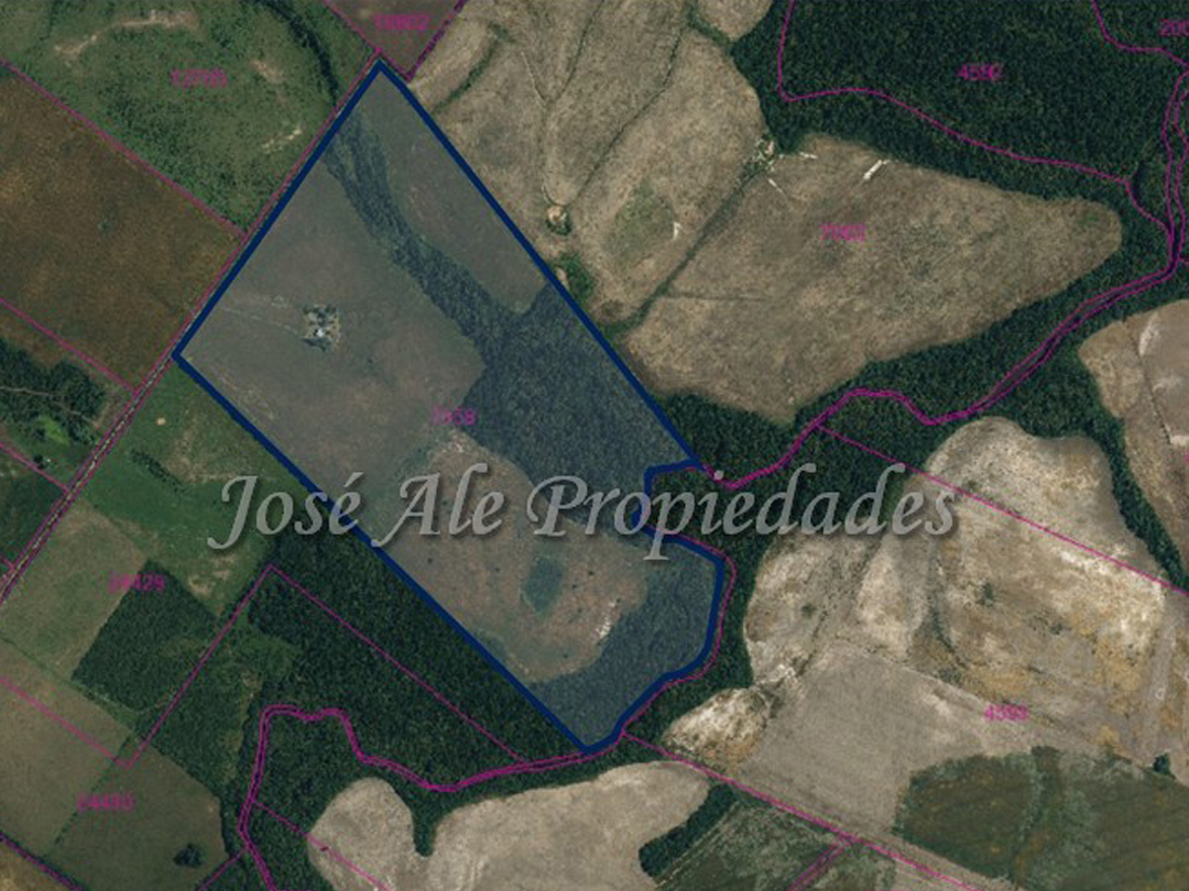 Imagen 1 de EN VENTA Campo de 49 HA Agricola/Ganadero con costa sobre Arroyo de las vacas.