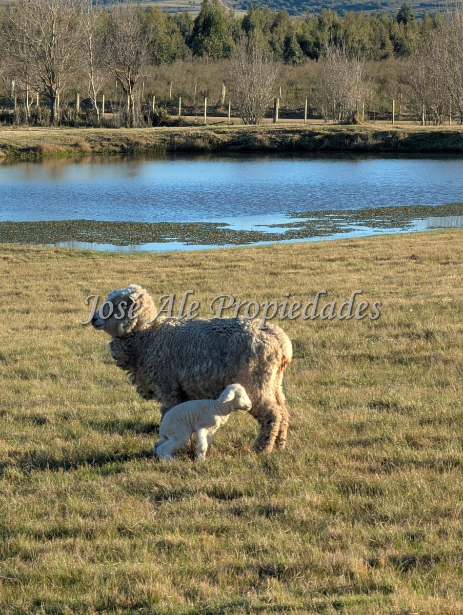 Imagen 5 de Hotel de Campo / Punta del Este – Maldonado