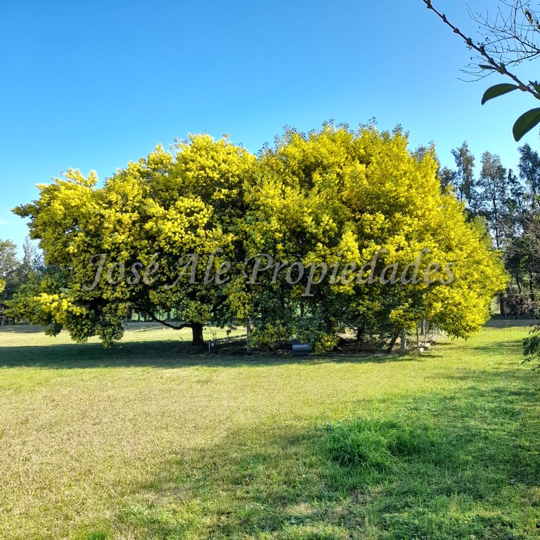 Imagen 4 de Bonita chacra de 9 HA ubicada en Paso Antolín, en inmejorable estado. A tan solo 30 min del centro de la ciudad de Colonia.