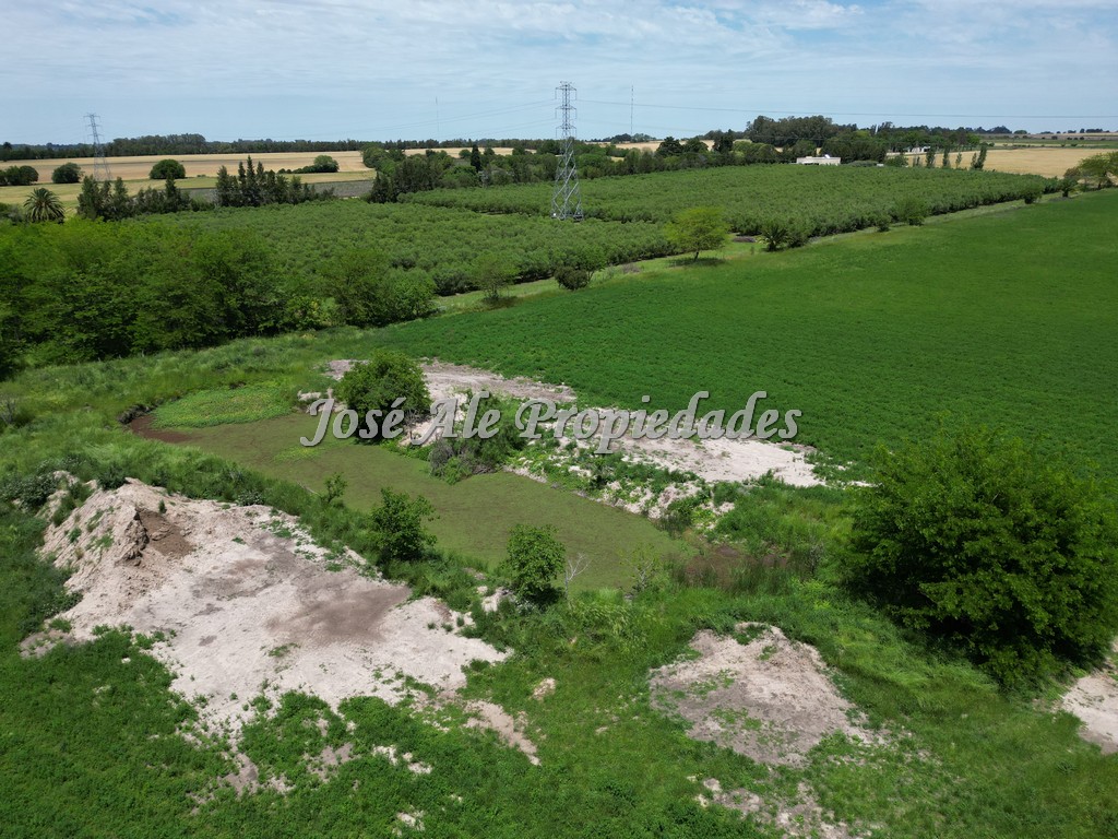 Imagen 7 de Campo Agrícola de 13 Has ubicado sobre Ruta 21 a pocos km del supermercado El Dorado y de Colonia del Sacramento.