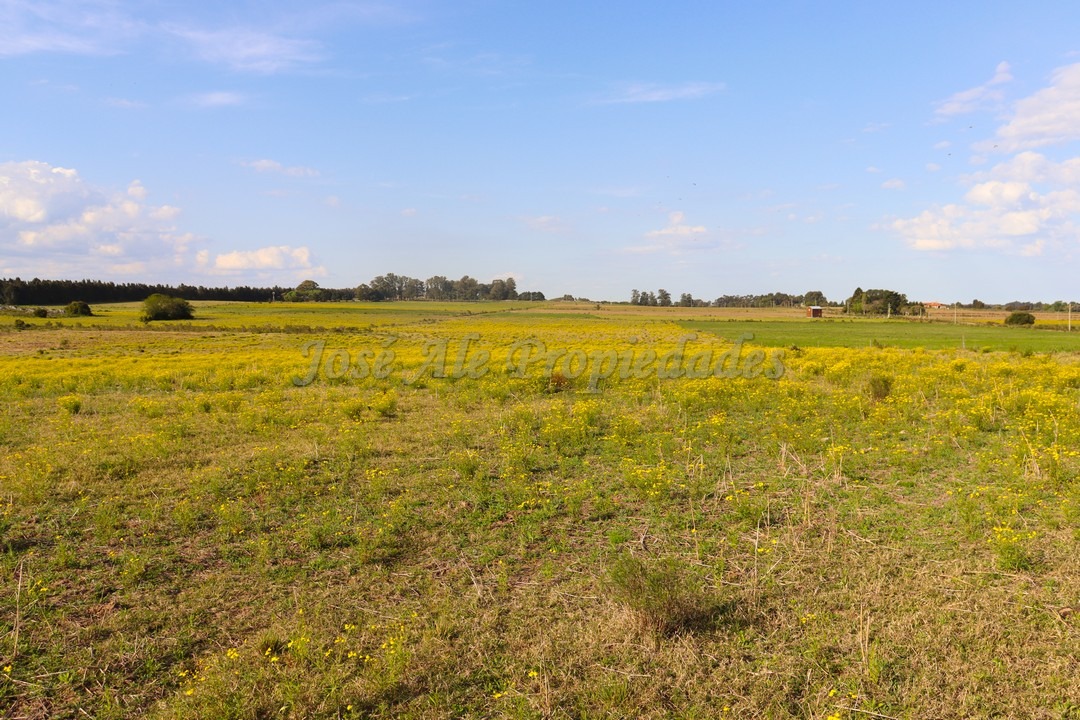 Imagen 9 de Hermosa chacra de 5 hectáreas en la mejor zona Matamora, se encuentra cercano a la playa, con vista al rio desde todo el predio.