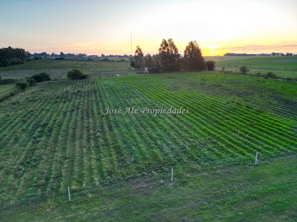 Imagen 1 de Chacra de 1 Ha por Ruta 21 a tan solo 4 km del supermercado El Dorado, Colonia del Sacramento.