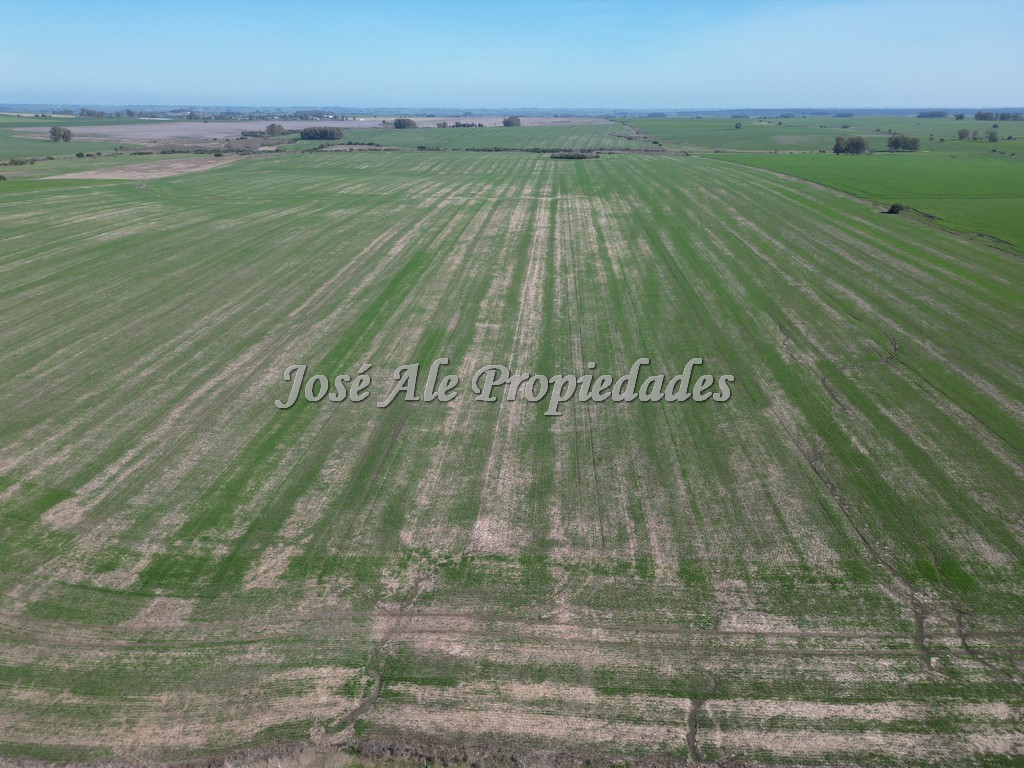 Imagen 10 de Excelente campo Agrícola.