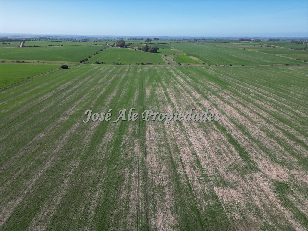 Imagen 5 de Excelente campo Agrícola.