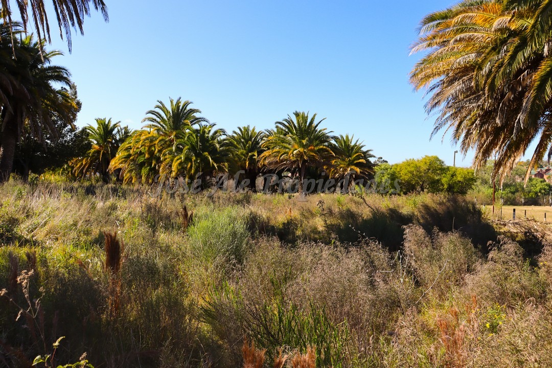 Imagen 4 de Oportunidad terrenos en altura y nivelados, en zona de pleno desarrollo, en barrio San Benito.