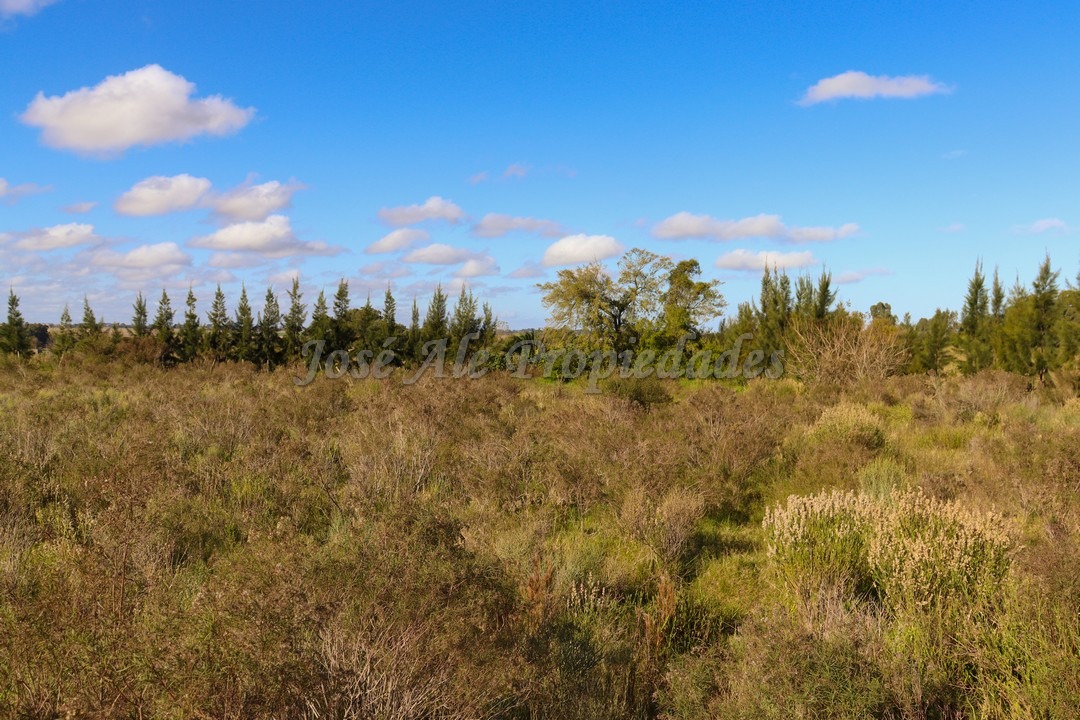 Imagen 1 de Hermoso terreno despejado, rodeado de naturaleza.