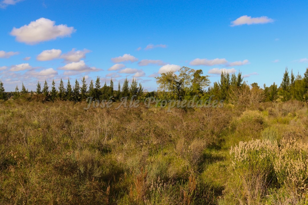 Imagen 4 de Hermoso terreno despejado, rodeado de naturaleza.